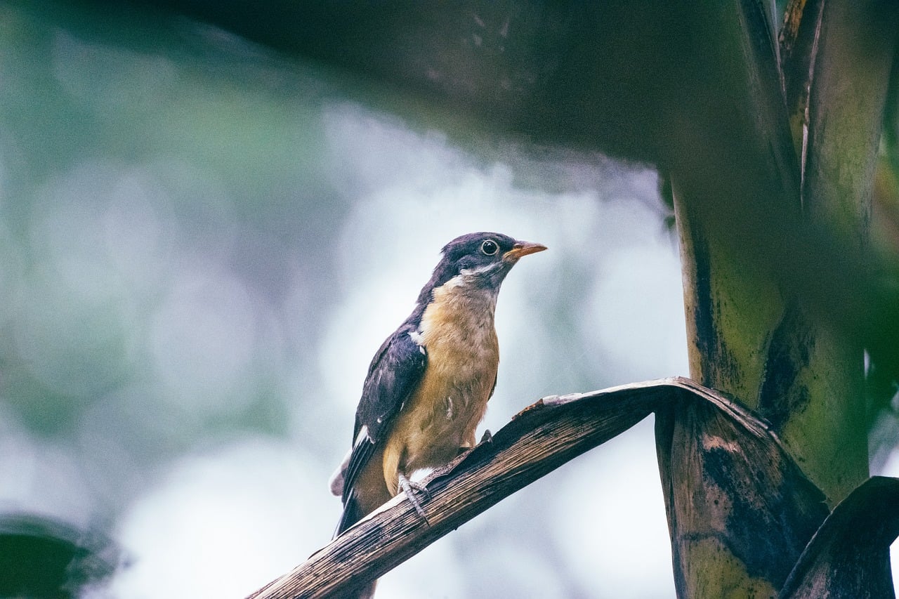 How to Try Exclusive 4Rabet Review India: Step-by-Step Guide for 2026
